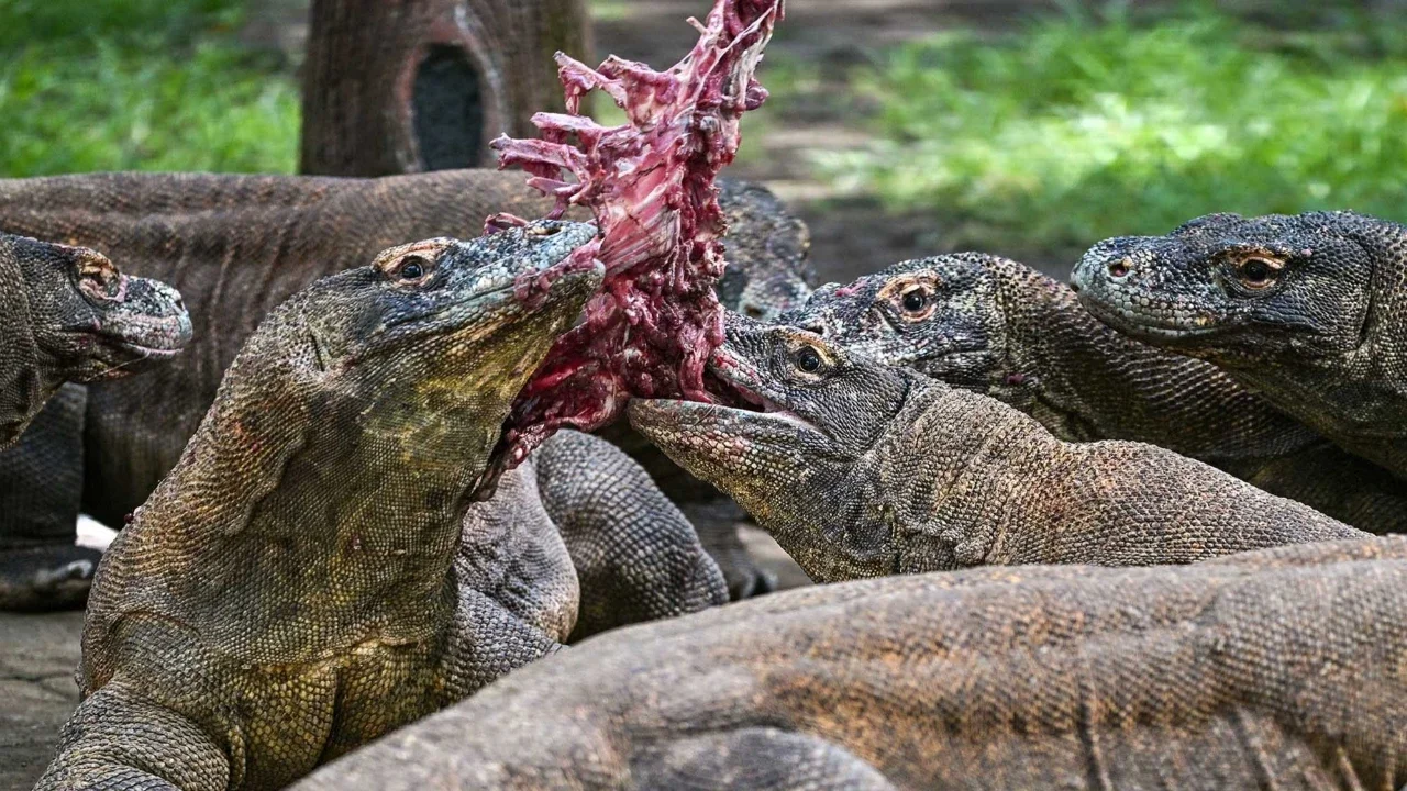 Komodo terlihat diberi makan  dalam kandang di Kebun Binatang Surabaya di Surabaya, Rabu (29/04/2026).