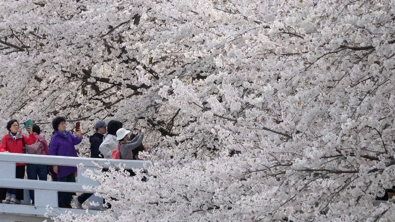 Orang-orang menyaksikan bunga sakura yang mekar penuh di sebuah taman di Seoul, Korea Selatan, Sabtu (04/04/2026).