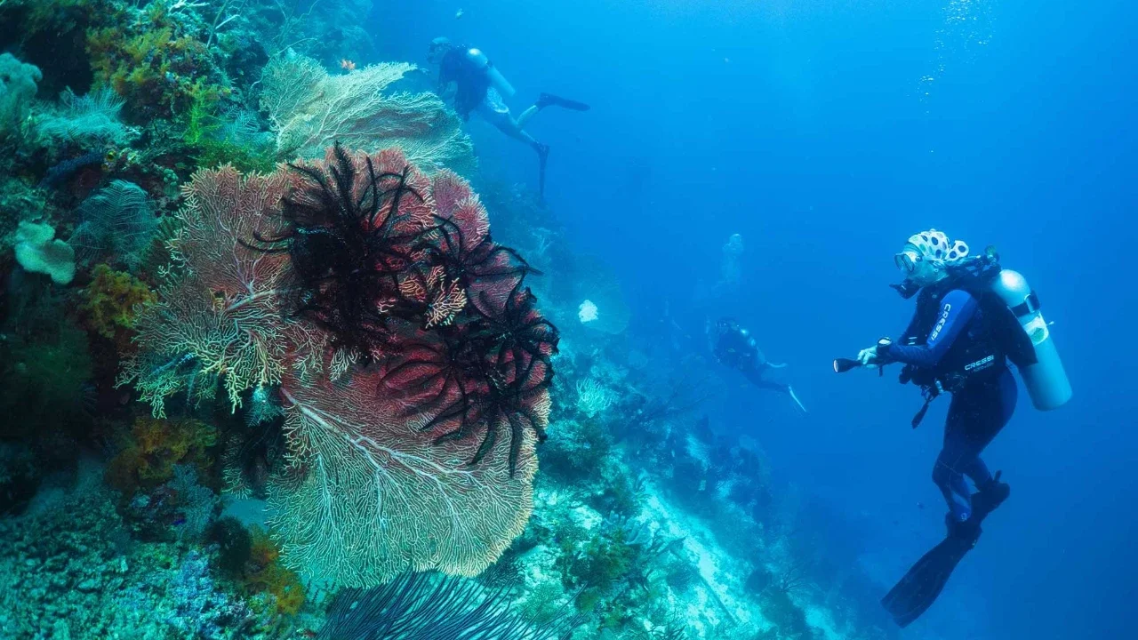 Para penyelam scuba mengamati terumbu karang, yang dikenal sebagai gorgonian, di lokasi penyelaman Gorgonian Wall di Misool, Raja Ampat, Indonesia, Selasa, (03/03/2026).
