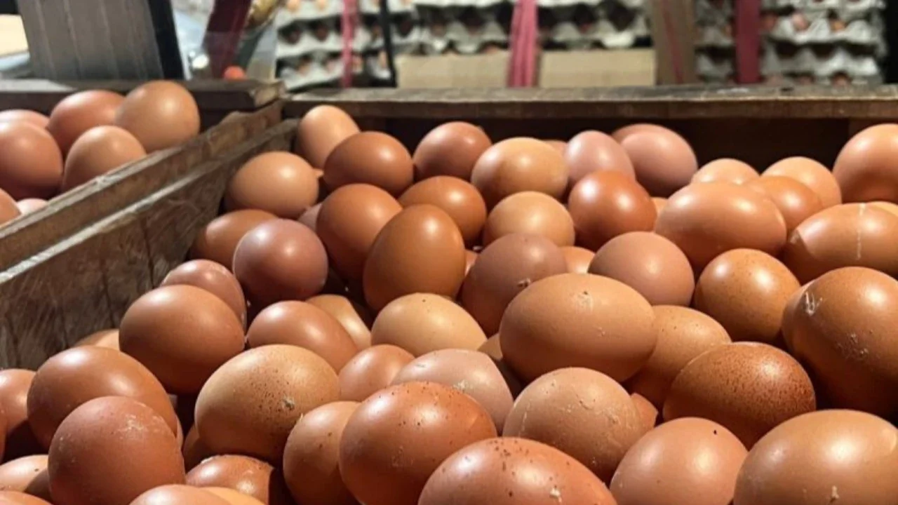 Program MBG Bisa Jadi Solusi Bantu Peternak soal Overproduksi Telur Ayam Ras
