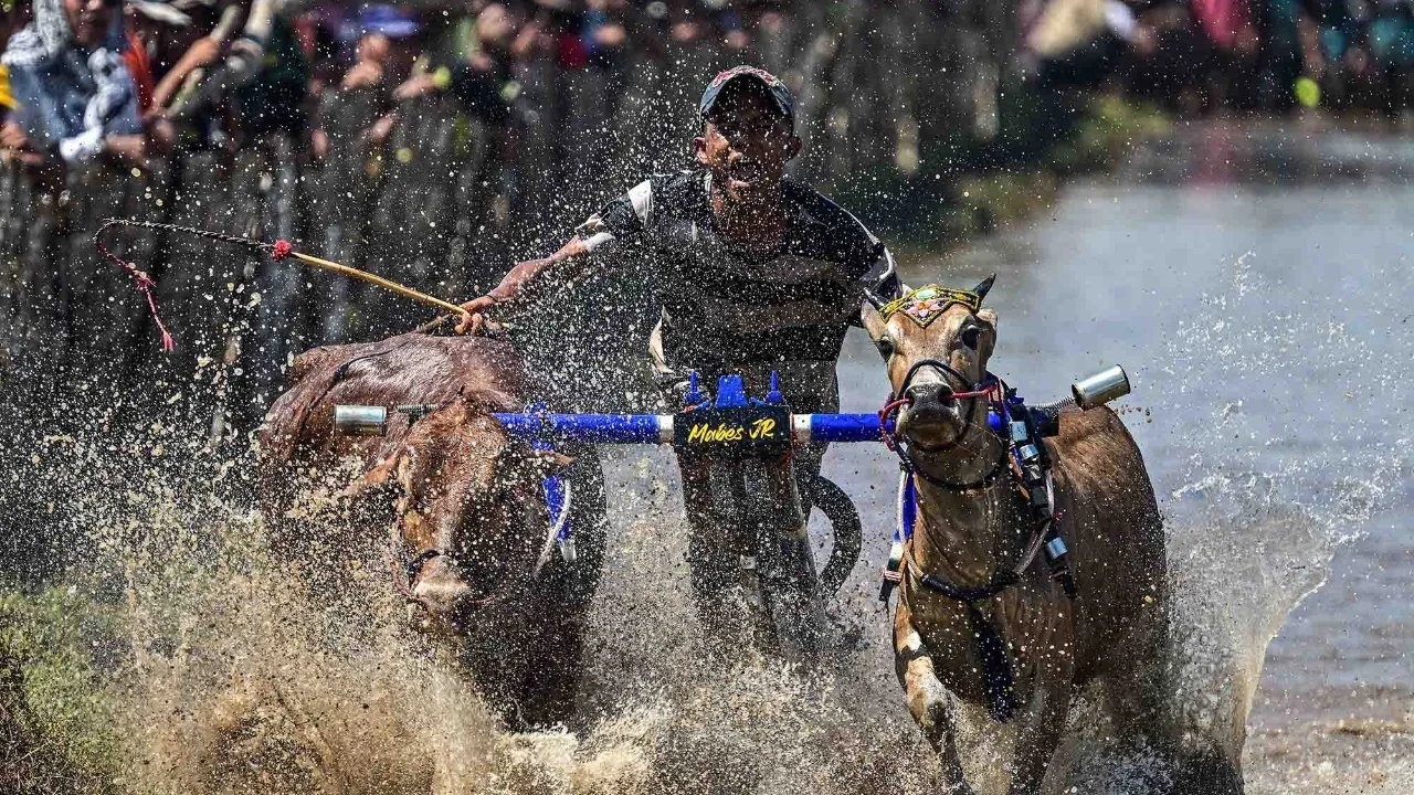 Joki memacu sapi saat karapan pada Festival Sapeh Brujul di Probolinggo, Jawa Timur, Minggu (24/5/2026).