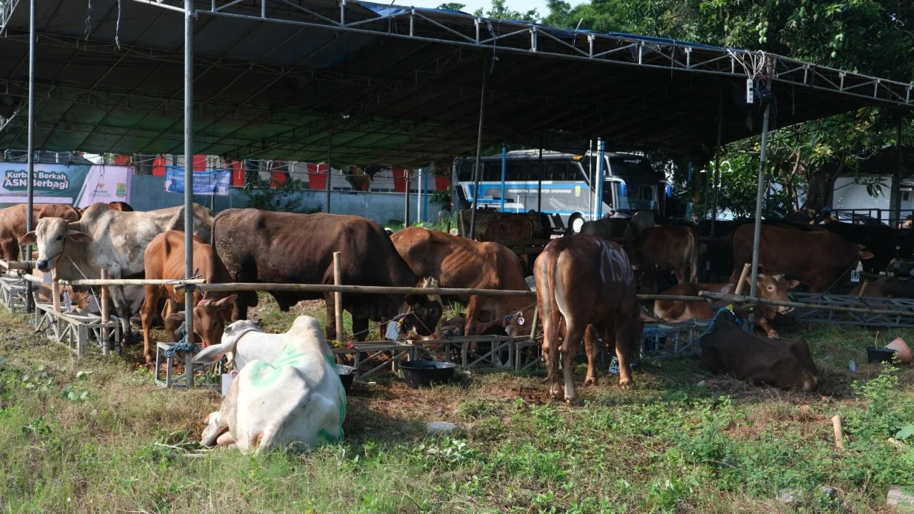 Peruri Salurkan 11 Hewan Kurban untuk Masyarakat Pada Iduladha 1447 H