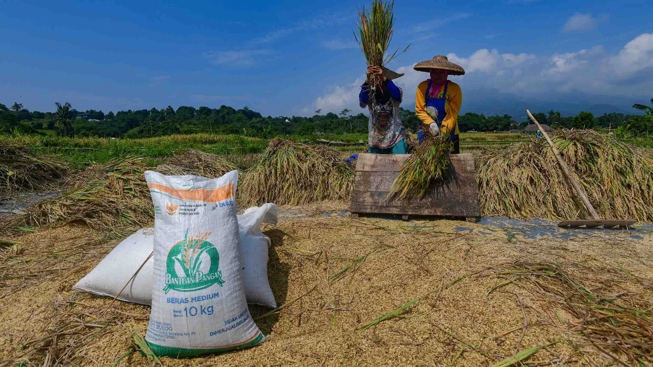 Petani memanen padi jenis Inpari 32 di Kampung Tematik Mulyaharja, Bogor, Jawa Barat, Rabu (06/05/2026).