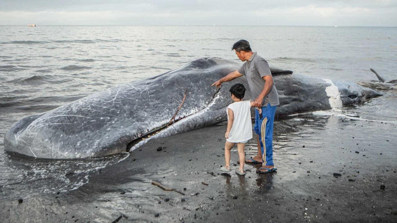 Warga menyaksikan bangkai paus sperma yang terdampar di Pantai Melaya , Jembrana, Bali, Rabu (06/05/2026).