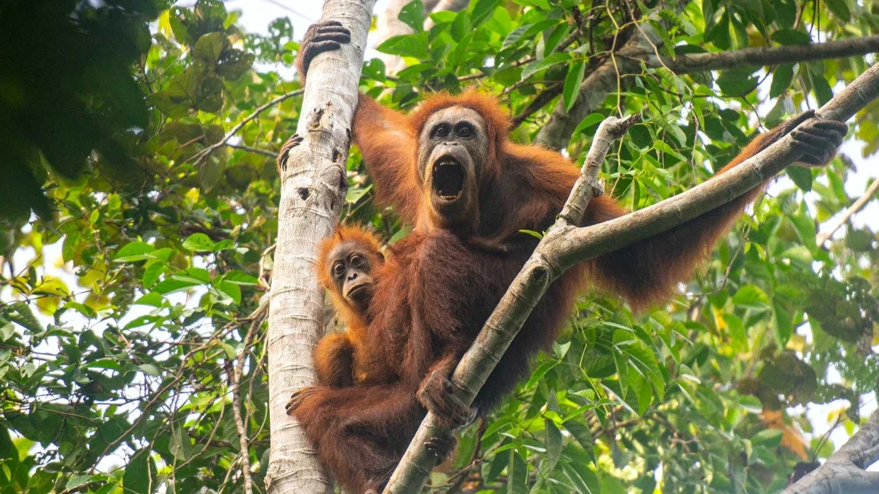 Foto tanpa tanggal  yang diambil oleh Pusat Informasi Orangutan dan dirilis pada 10 Juni 2026, menunjukkan orangutan Tapanuli di atas pohon di hutan Batang Toru di Sumatera Utara, Indonesia.