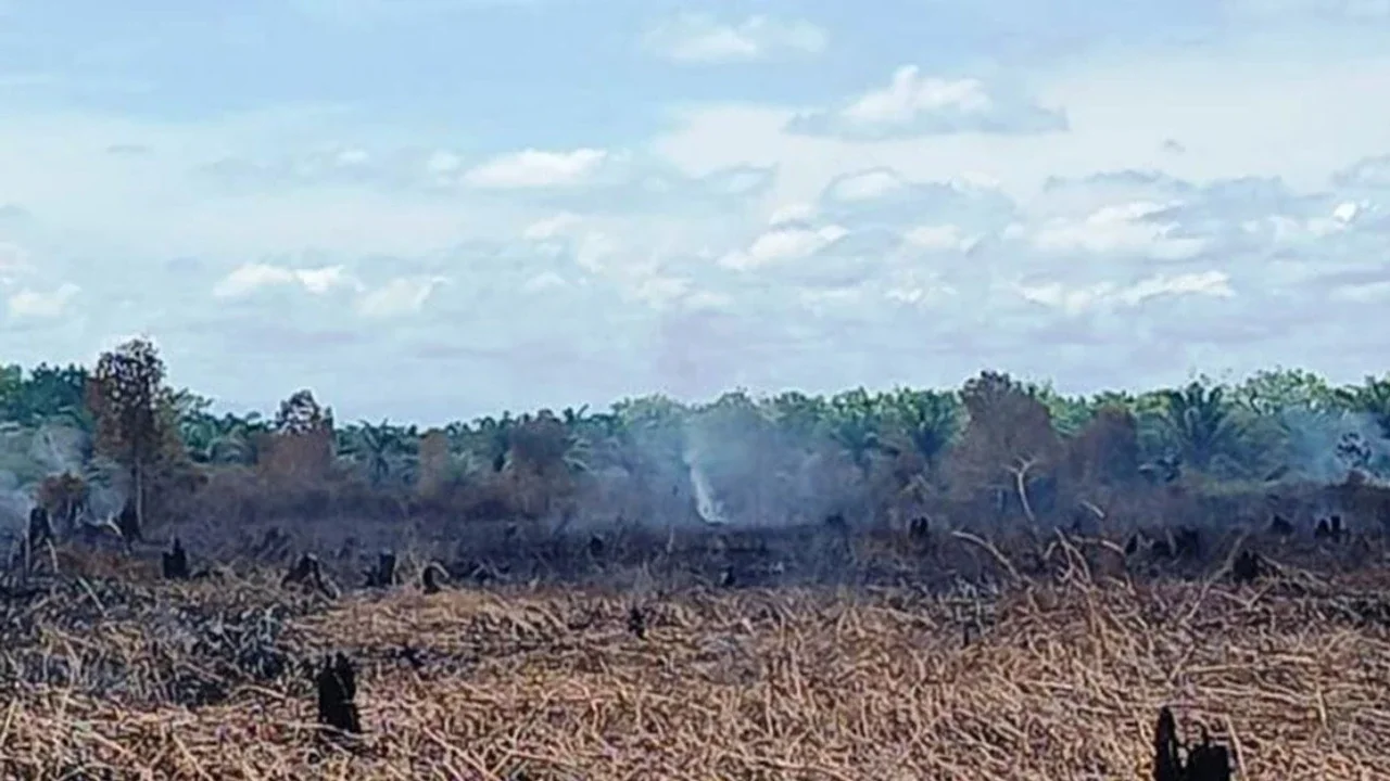 Miris, Kebakaran Hutan dan Lahan di Aceh Barat Capai 34,1 Hektare