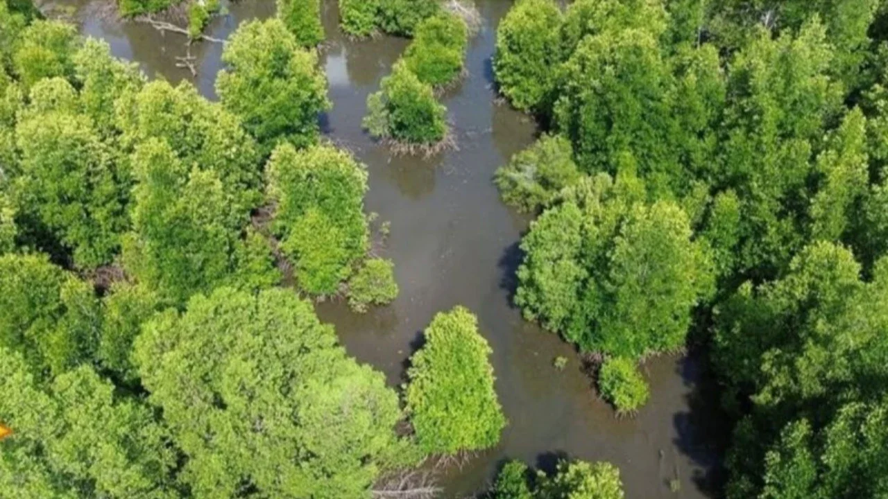 Mitigasi Perubahan Iklim, Ribuan Mangrove Ditanam di Karawang