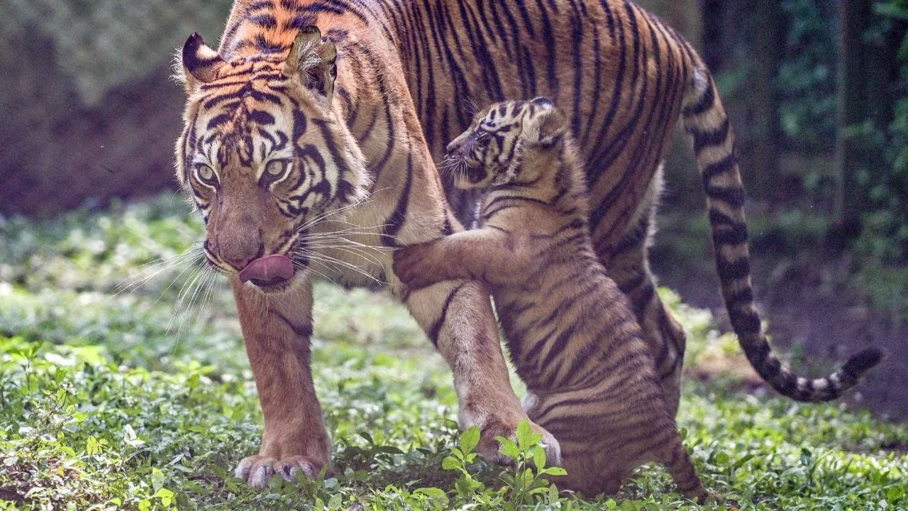Seekor indukan harimau sumatra (Panthera tigris sumatrae) bernama Dini bersama anak-anaknya bermain di Taman Safari Indonesia II Prigen, Pasuruan, Jawa Timur, Kamis (04/06/2026).