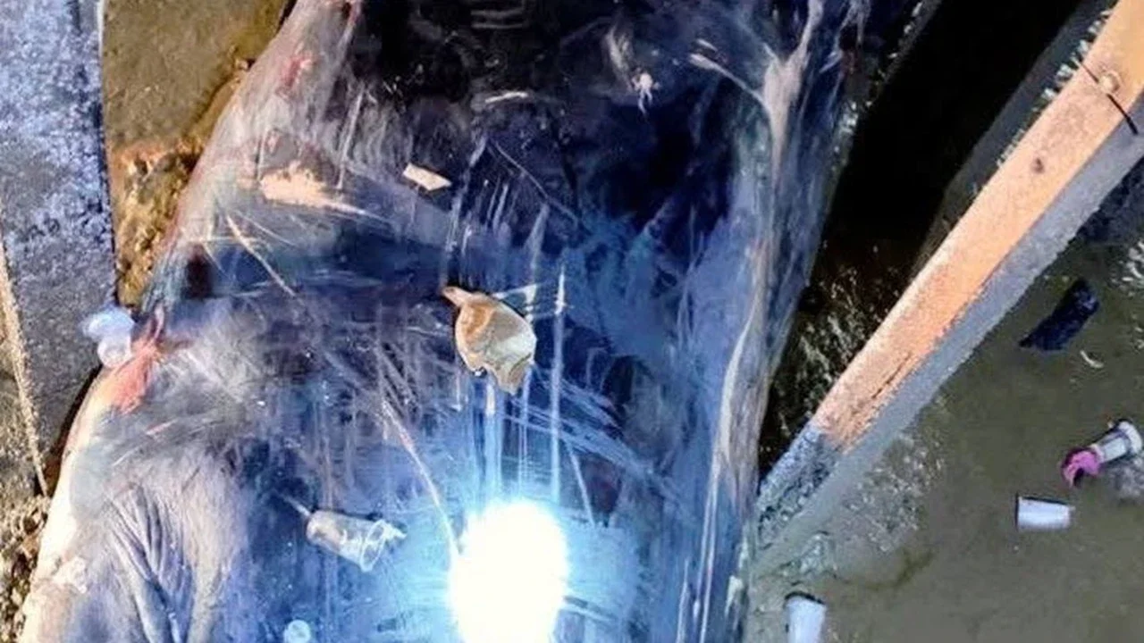 Paus Biru Sepanjang 12 Meter Mati Terjepit di Kolong Rumah di Banyuasin