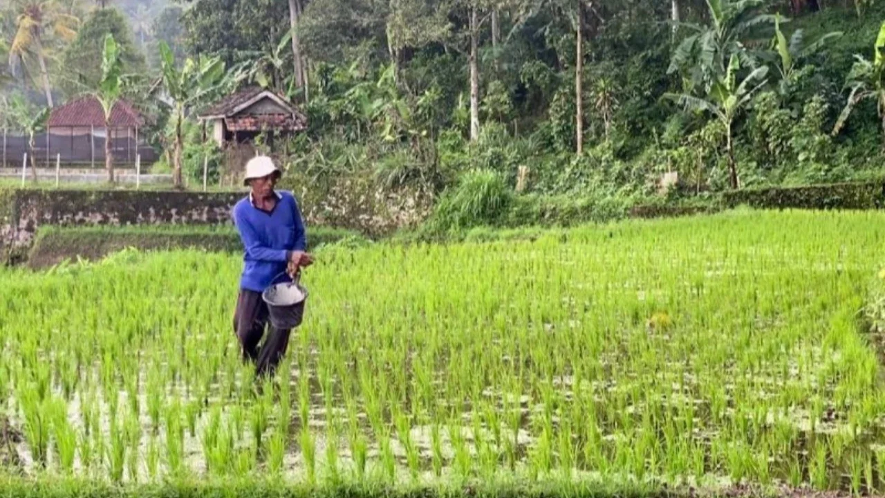 Aturan Dipangkas, Pemerintah Minta Petani Tak Khawatir soal Pupuk Subsidi