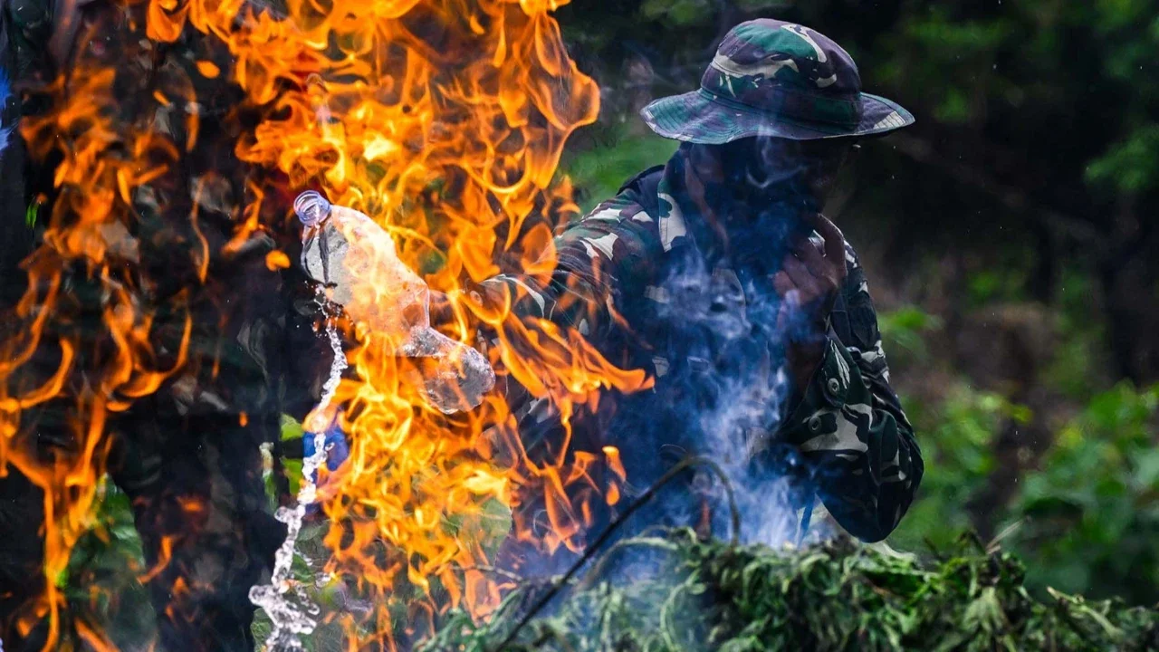 Prajurit Tentara Indonesia  Angkatan Darat memusnahkan tanaman ganja selama selama penggerebekan ladang ganja di Indrapuri, provinsi Aceh, Sabtu (06/07/2026).