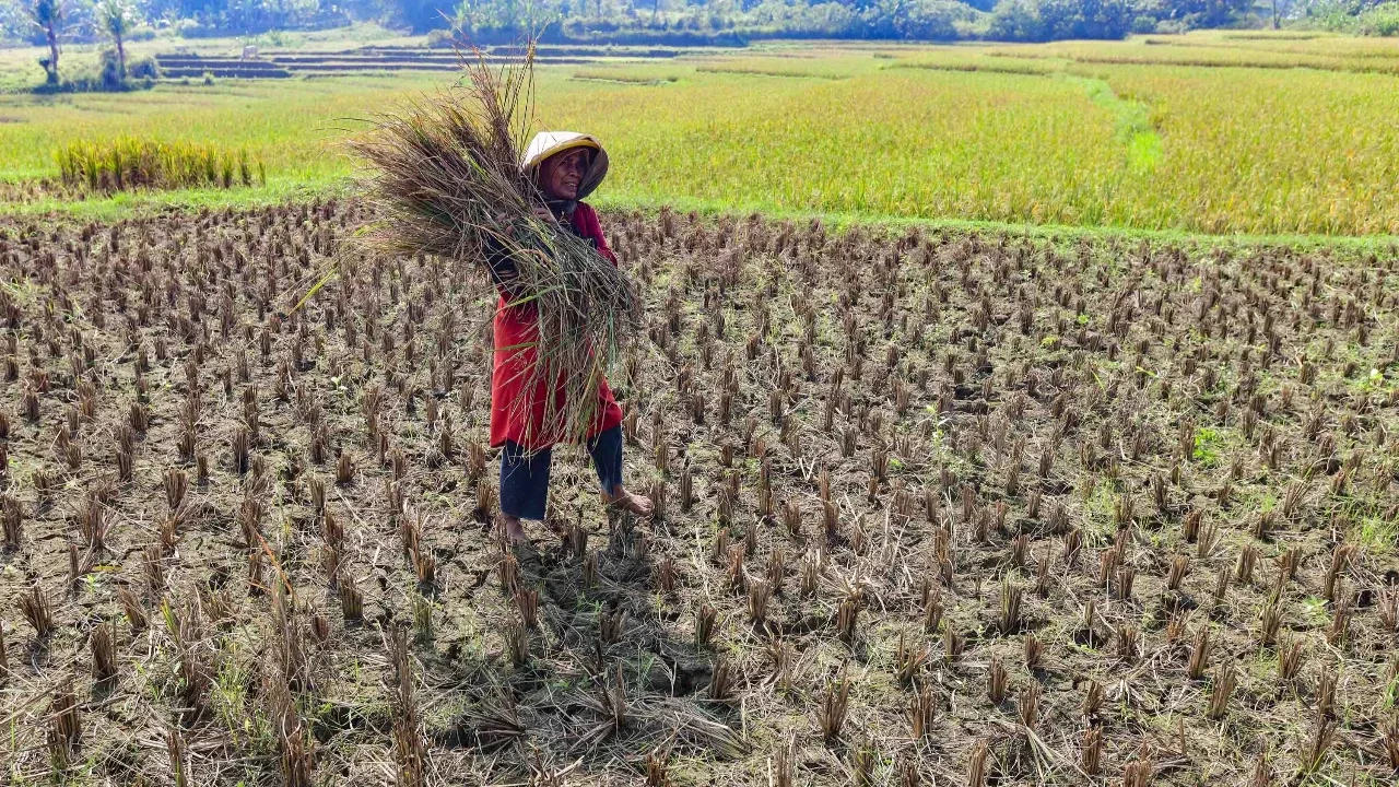 Petani memanen padi di lahan yang terdampak gagal panen akibat serangan hama wereng dan kekeringan di Desa Weninggalih, Kecamatan Jonggol, Kabupaten Bogor, Minggu (5/7/2026).