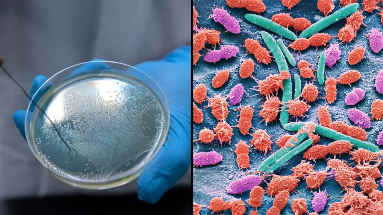 Ilmuwan Temukan Bakteri Vampire yang Dapat Masuk ke Darah Manusia dan Mematikan