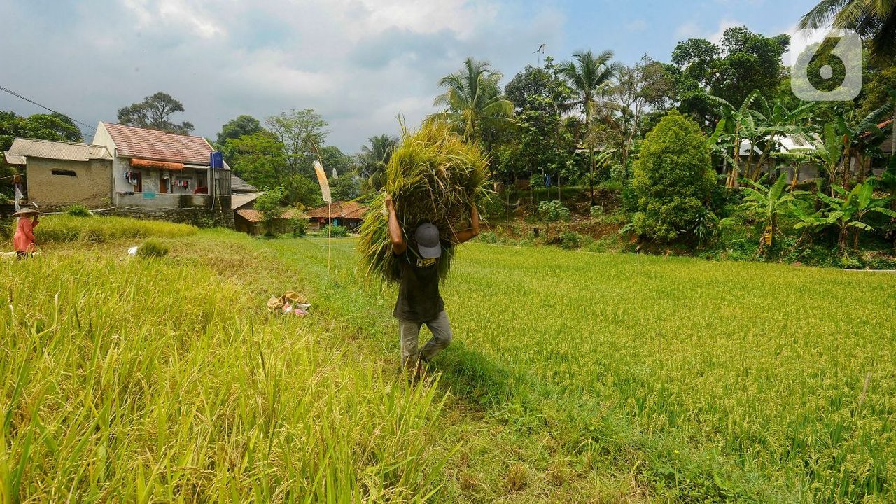 KTNA Kritisi Sikap Bulog yang Tidak Serap Gabah dan Jagung