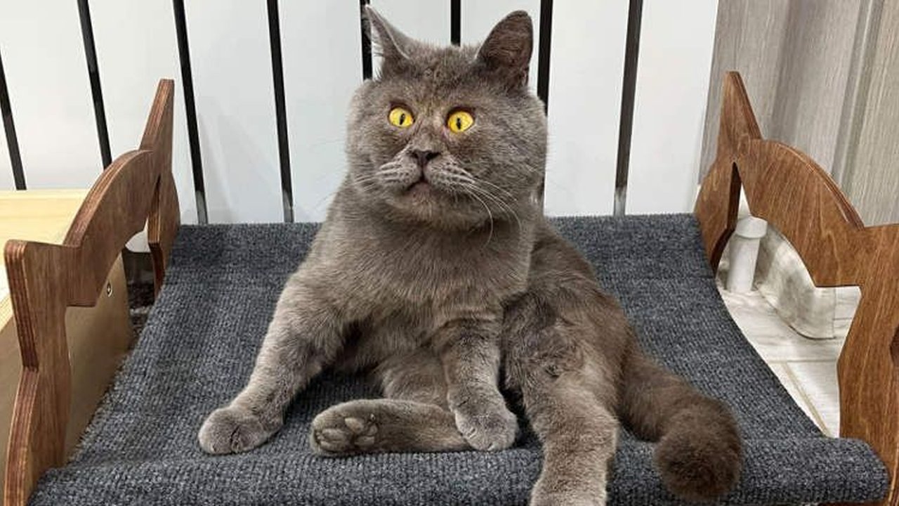 Unik, Kucing Ini Jadi Selebgram Karena Punya Wajah Seperti Karakter Kartun