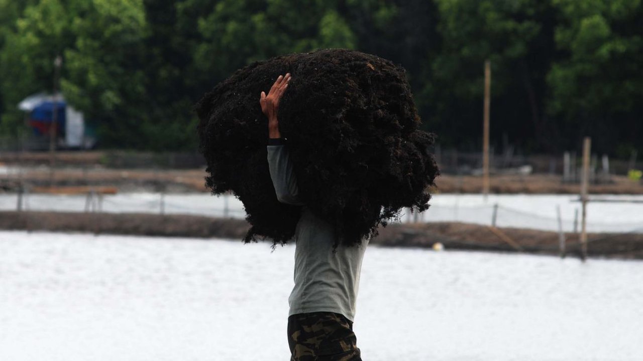 FOTO: Jerit Petani di Bekasi Keluhkan Harga Rumput Laut Anjlok