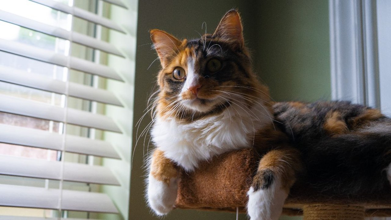 Mitos Kucing 3 Warna yang Umum Dipercaya, Berikut Penjelasannya