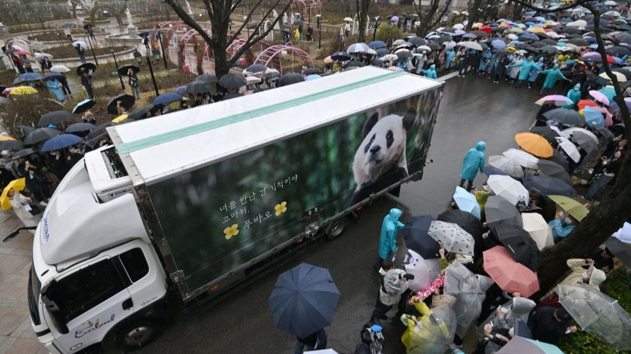 FOTO: Penuh Air Mata, Ini Momen Ribuan Warga Korea Selatan Melepas Panda Fu Bao yang Dipulangkan ke China