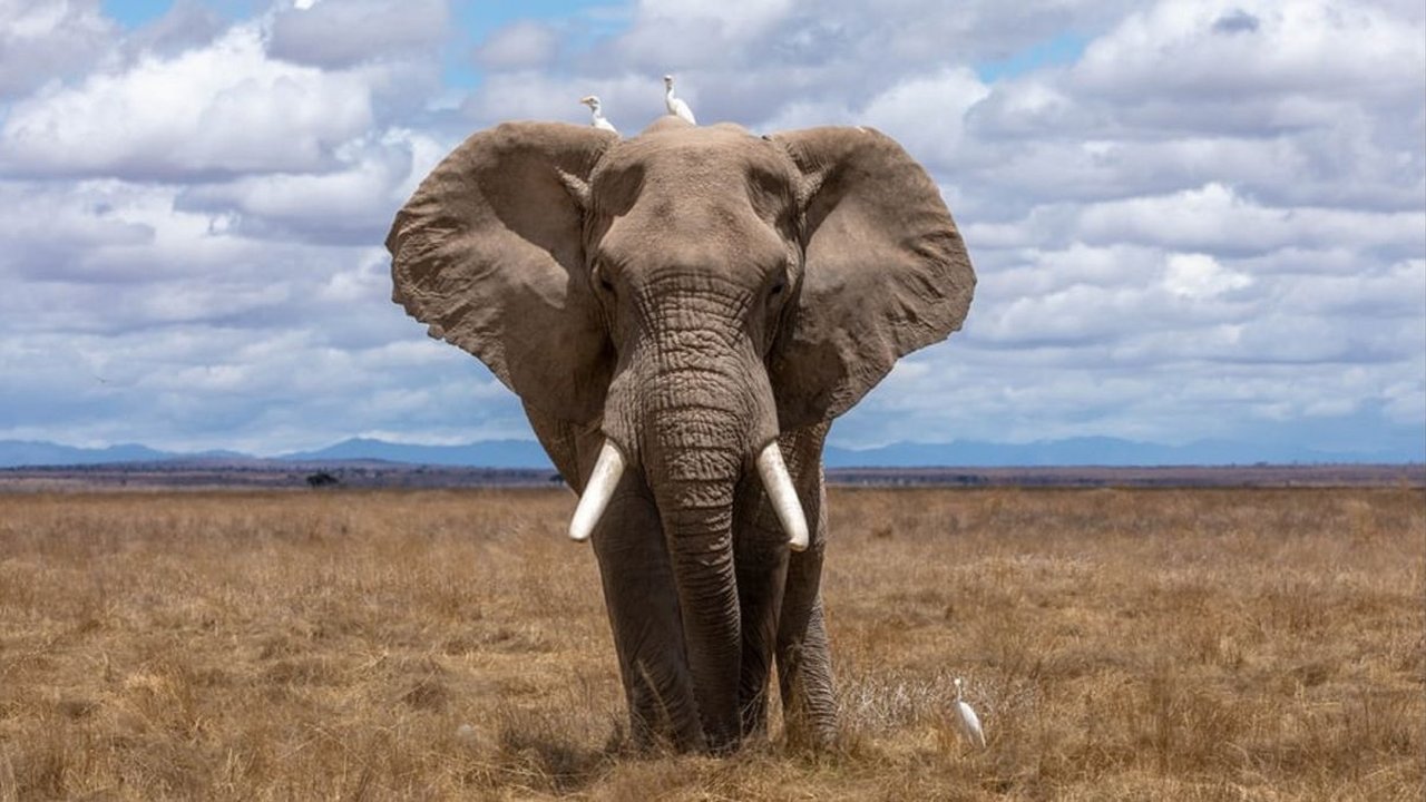 Presiden Botswana Ancam Kirim 20.000 Ekor Gajah ke Jerman, Ini Sebabnya
