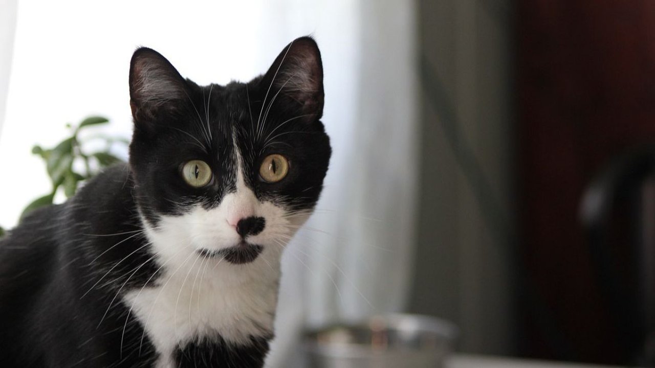 Mitos Kucing Hitam Putih dan Faktanya, Dipercaya Sebagai Pembawa Keberuntungan