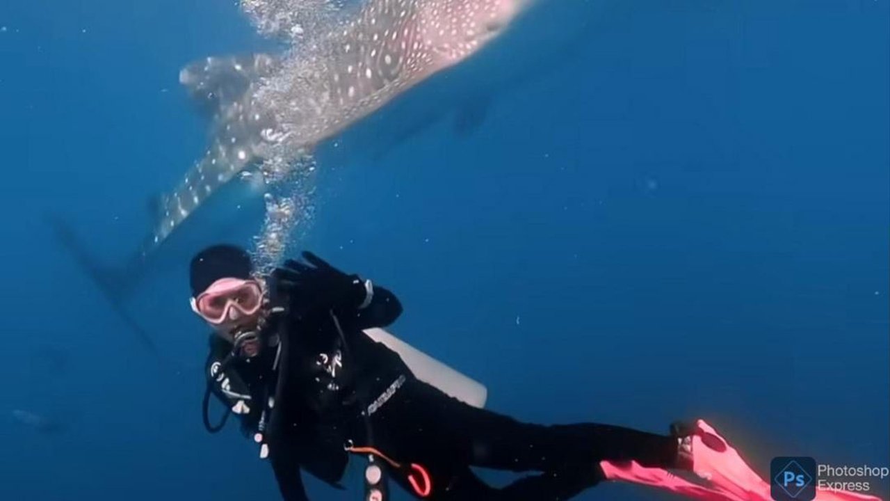 Aksi Keren Prilly Latuconsina Berenang Bareng Whale Shark di Laut, Tuai Banyak Pujian