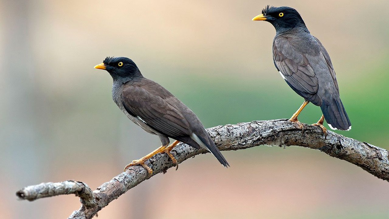 Mitos Jalak Kebo yang Dianggap Membawa Keberuntungan hingga Pengusir Makhluk Gaib