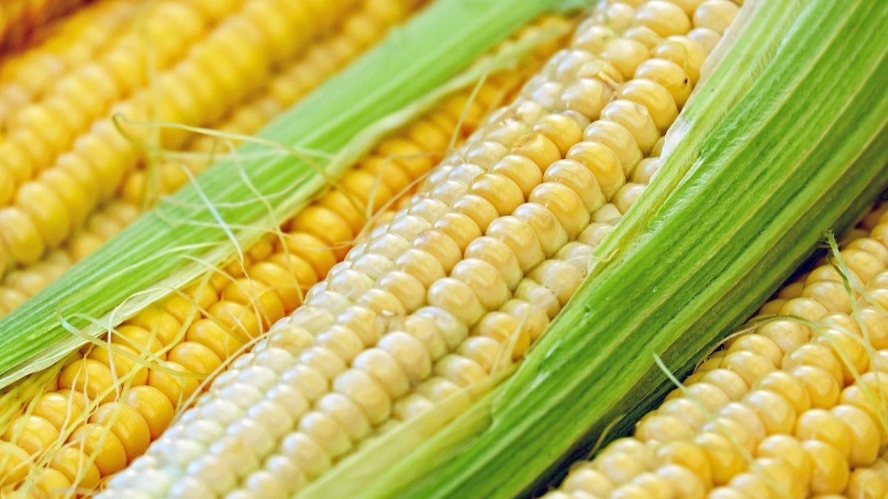 9 Manfaat Jagung untuk Anak, Menunjang Kesehatan Tulang