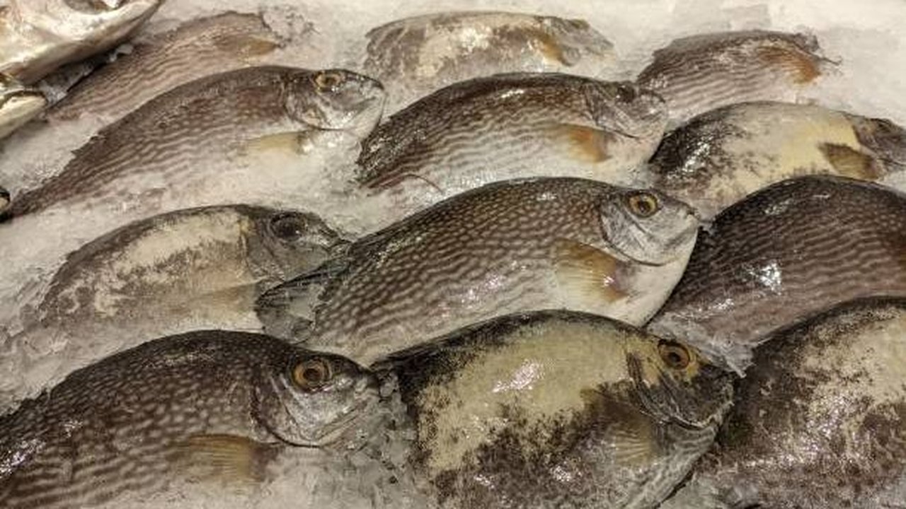 Manfaat Ikan Baronang untuk Kesehatan, Salah Satunya untuk Mencegah Stroke
