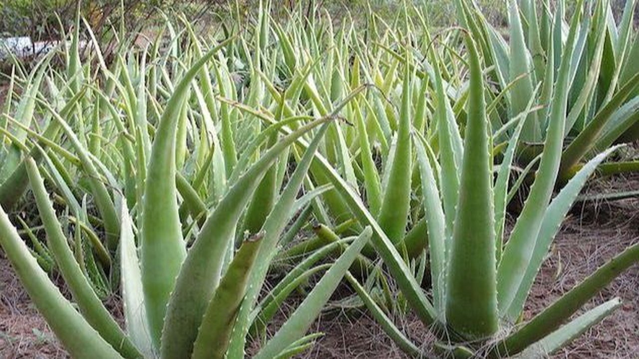 Jenis-Jenis dan Manfaat Luar Biasa dari Lidah Buaya atau Aloe Vera