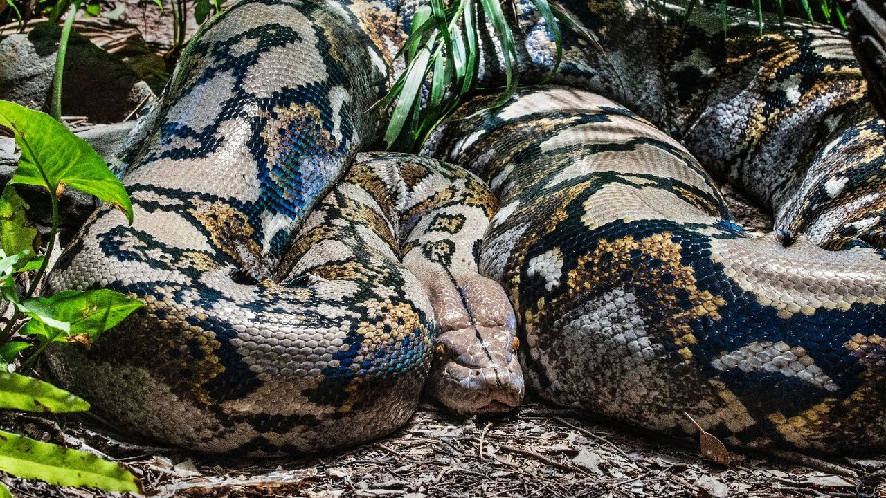 Tertarik Jadi Pemburu Ular Piton? Segini Bayaran per Jamnya