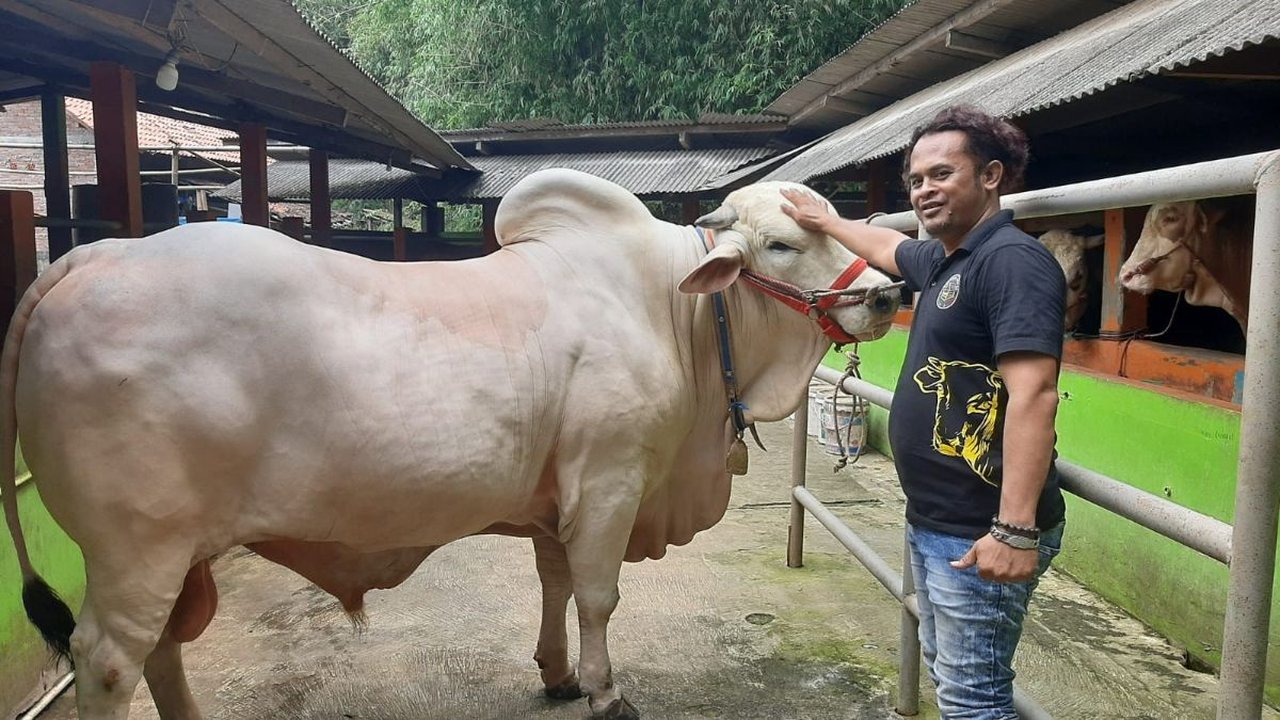 Satrio Utomo, Sapi Satu Ton Milik Aipda Zuli 'Dipinang' Jokowi Jadi Hewan Kurban di DIY