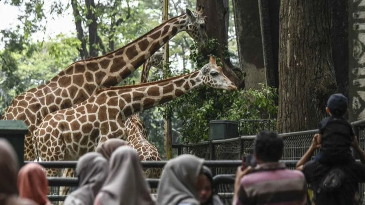 Catat! Kendaraan Tanpa STNK Dilarang Masuk ke Taman Margasatwa Ragunan