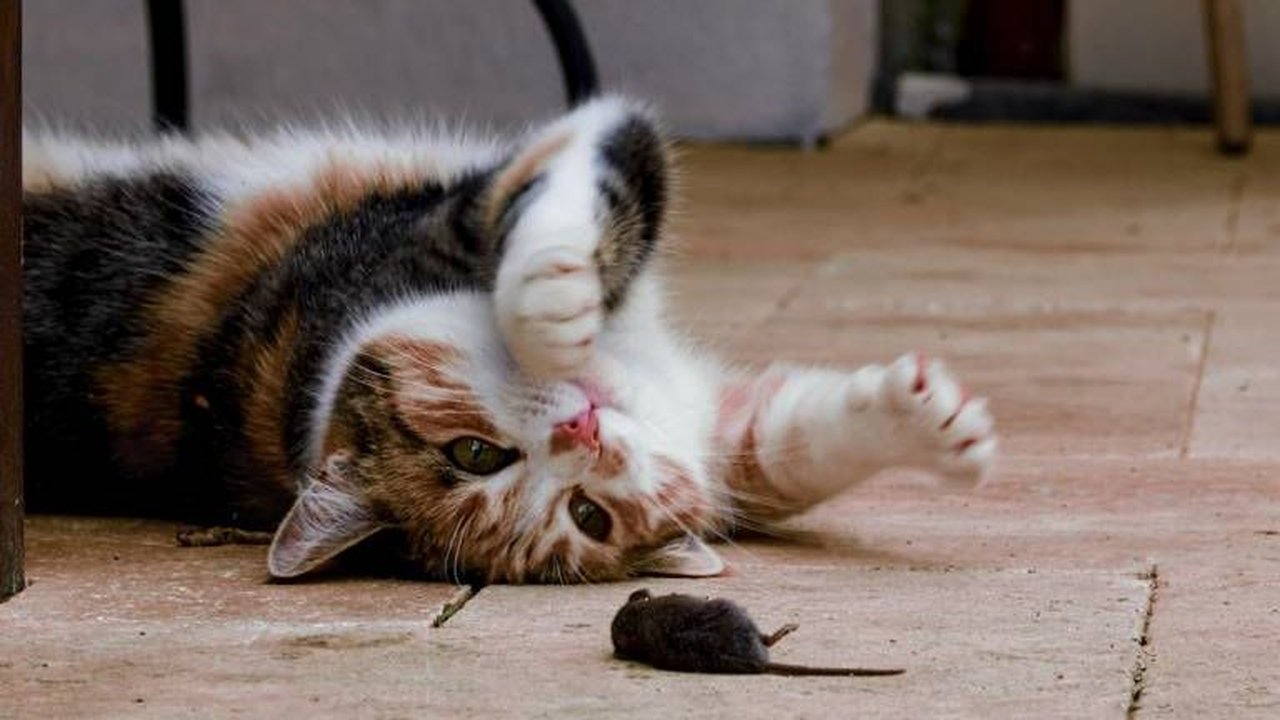 60 Nama Kucing Bahasa Korea, Unik dan Memiliki Makna yang Indah untuk Sahabat Anabulmu