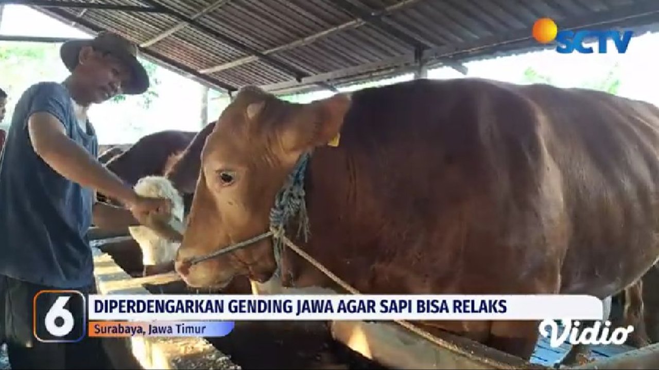 Cara Unik Peternak Surabaya Jaga Kesehatan Sapi Jelang Iduladha, Memijat Sapi hingga Memutar Musik di Kandang