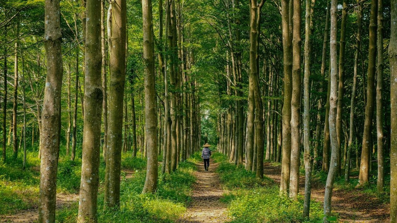 VIDEO Kisah Haru Seorang Perempuan Peluk Pohon Selama 16 Jam