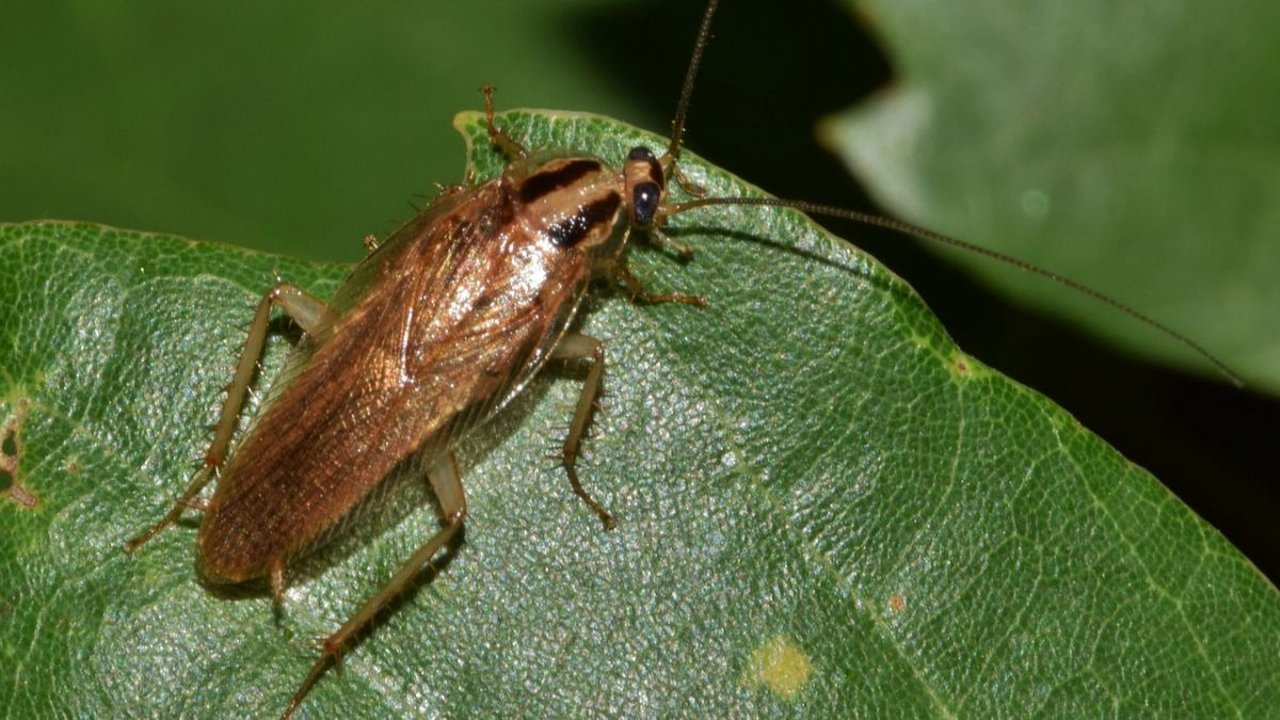 4 Mitos Kecoa yang Unik dan Menarik, Bisa Selamat dari Ledakan Nuklir