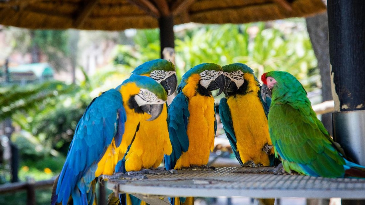 10 Jenis Burung dengan Kicau Terkeras, Ada yang Hidup di Indonesia