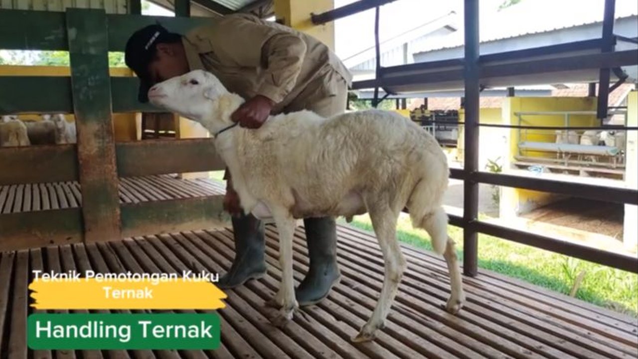 Potret Unik Domba Sapudi Asal Sumenep, Ekornya Melengkung