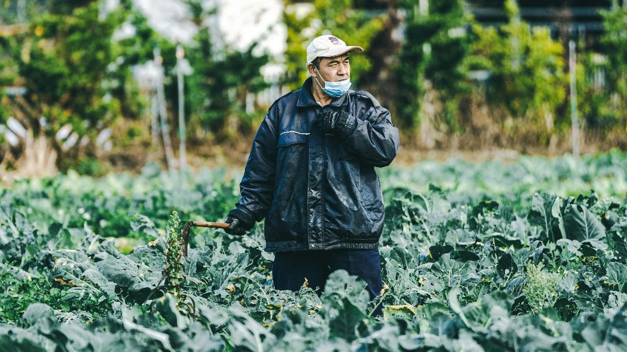 Cara Menanam Kale dari Biji, Dijamin Cepat Panen