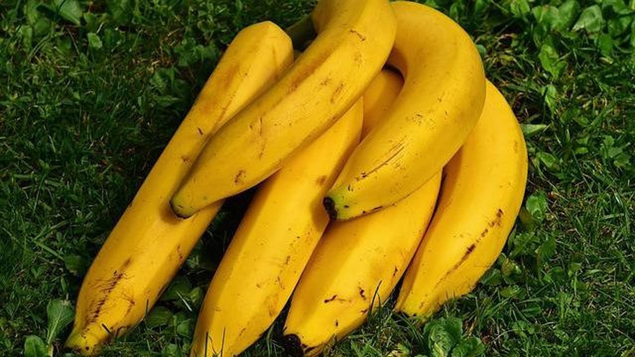 Tak Dijumpai di Wilayah Lain, Majalengka Kenalkan Varietas Pisang Apuy dan Bawang Nunuk yang Punya Rasa dan Tekstur Spesial