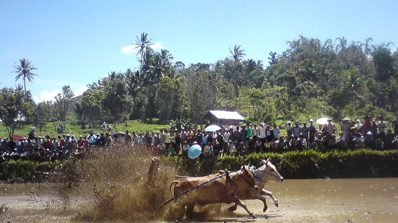 Filosofi Tersembunyi di Balik Pacu Jawi Khas Minang, Tak Hanya Sekedar Balapan Sapi