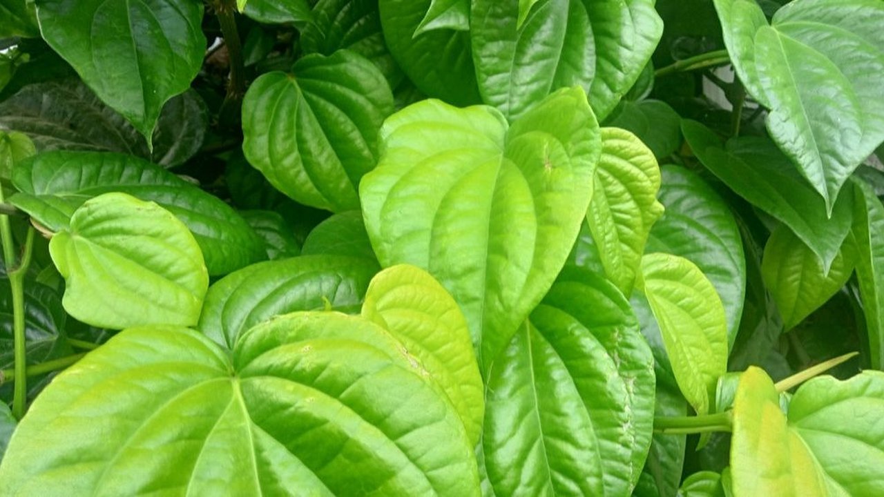 35 Khasiat Daun Sirih sebagai Pengobatan Herbal dan Perawatan Kecantikan