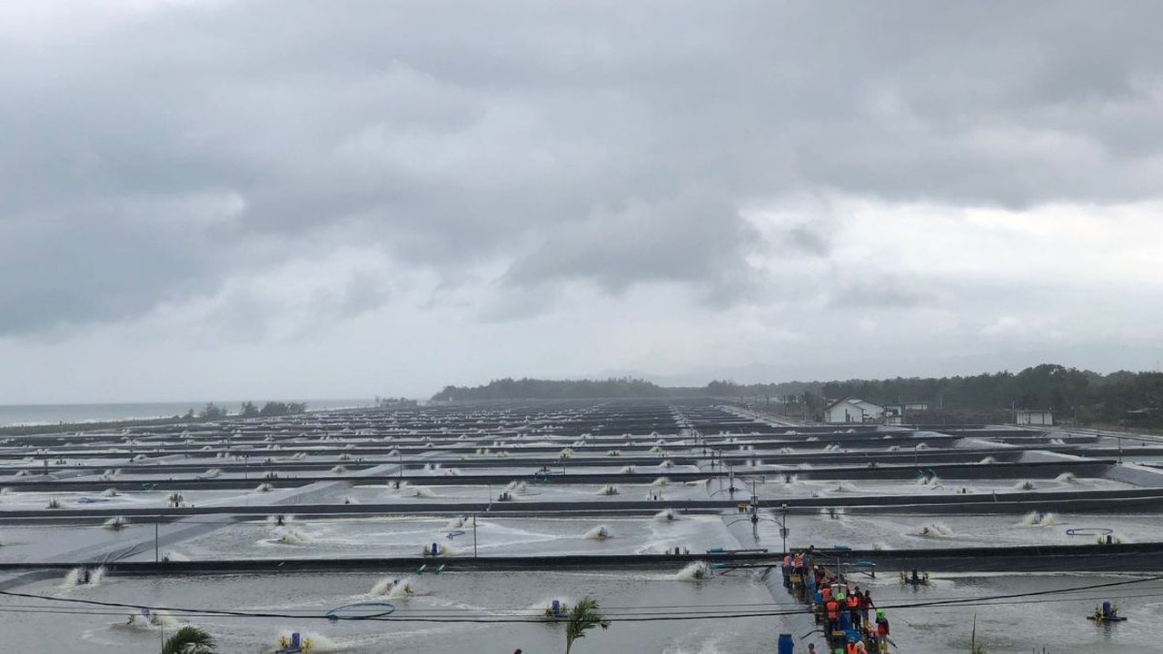 IPO ISEA Oversubscribed 12,9 Kali, Emiten Incar Kolam Udang Baru