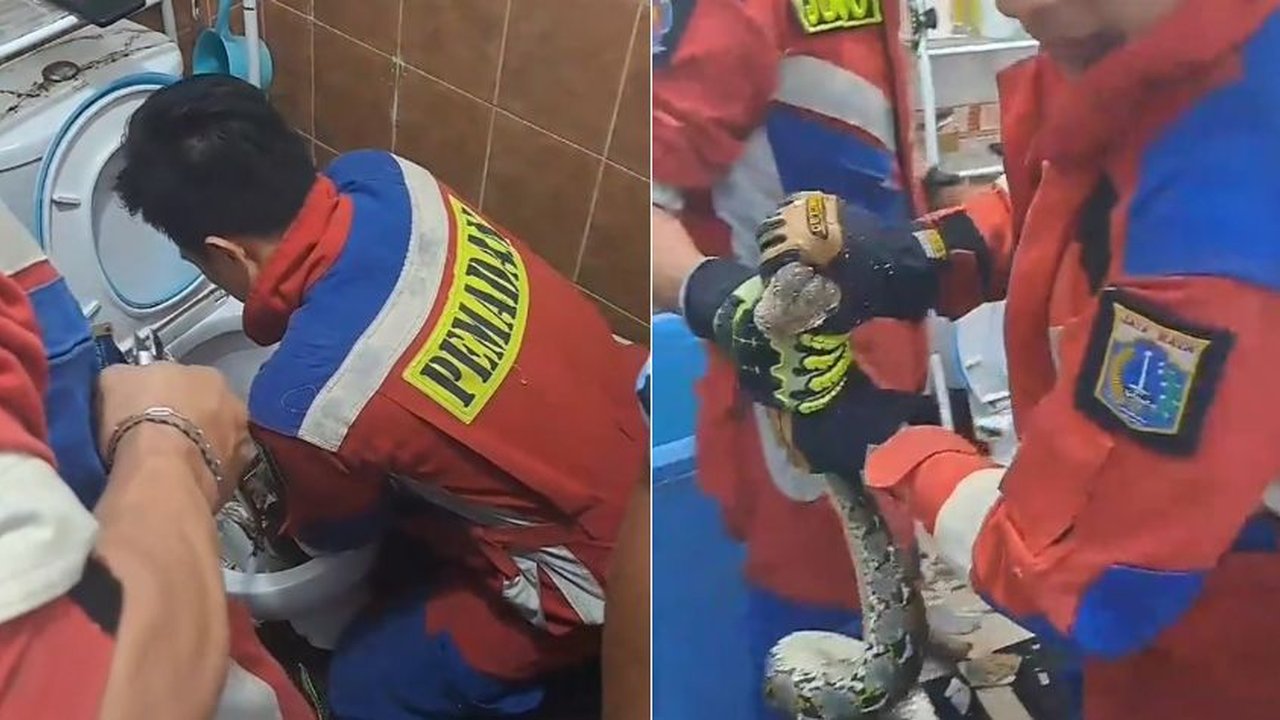 Viral Aksi Pemadam Kebakaran Keluarkan Ular Piton di Dalam Lubang WC, Bikin Warganet Deg-degan