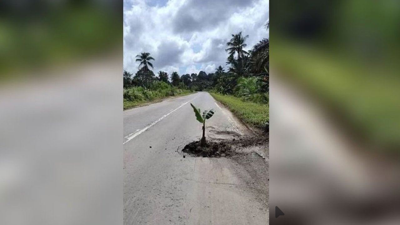 Dekat Rumah SBY, Warga Cikeas Demo Jalan Rusak Parah hingga Tanami Pohon Pisang di Tengah Jalan
