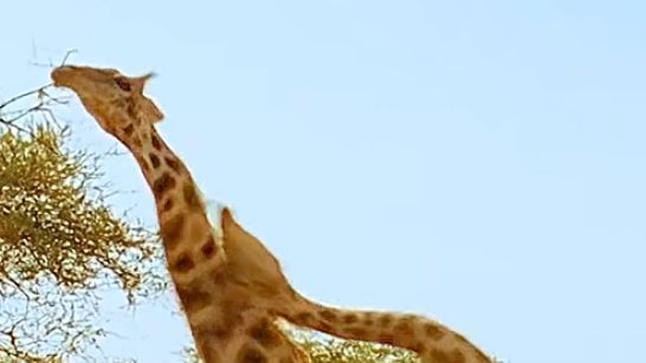 Ternyata Jerapah juga Bisa Berkelahi, Momen Pertarungan Antara Sesamanya Mengerikan & Penuh Pertaruhan