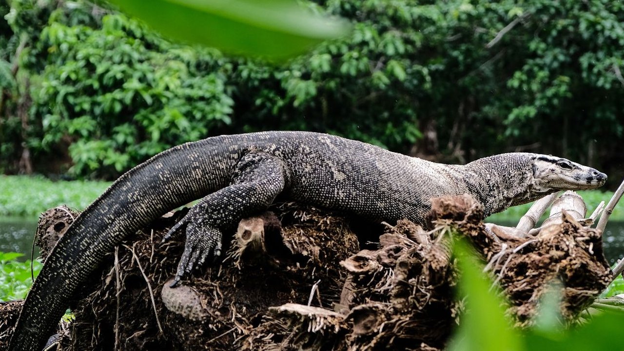 Sniper Sampai Turun Tangan Tembak 3 Ekor Biawak di Tengah Hutan Kelapa Sawit, Ayam Warga Kerap Dimangsa