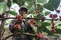 Pendapatan Petani Kopi Cikajang Meroket: Dari Rp1,3 Juta Jadi Rp4,5 Juta per Bulan Berkat Program Astra