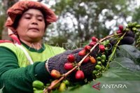 Banjir Bandang Rusak 12 Ribu Hektare Kebun Kopi Aceh Tengah, Ribuan Warga Terdampak