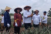 Nanas Moris Berpotensi Jadi Unggulan Ekonomi Kawasan Transmigrasi